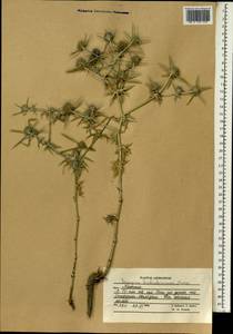 Eryngium caucasicum Trautv., South Asia, South Asia (Asia outside ex-Soviet states and Mongolia) (ASIA) (Afghanistan)