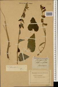 Campanula alliariifolia Willd., Caucasus (no precise locality) (K0)