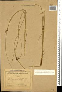 Scirpoides holoschoenus subsp. holoschoenus, Caucasus, Azerbaijan (K6) (Azerbaijan)