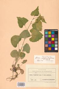 Alliaria petiolata (M.Bieb.) Cavara & Grande, Eastern Europe, West Ukrainian region (E13) (Ukraine)