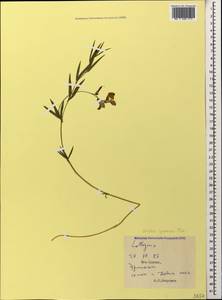 Lathyrus cyaneus (Steven) K.Koch, Caucasus, South Ossetia (K4b) (South Ossetia)