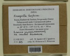 Herzogiella turfacea (Lindb.) Z. Iwats., Bryophytes, Bryophytes - Russian Far East (excl. Chukotka & Kamchatka) (B20) (Russia)