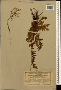 Filipendula vulgaris Moench, Caucasus, Azerbaijan (K6) (Azerbaijan)