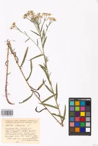 Achillea ptarmica L., Eastern Europe, Moscow region (E4a) (Russia)