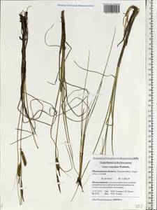 Carex rotundata Wahlenb., Eastern Europe, Northern region (E1) (Russia)