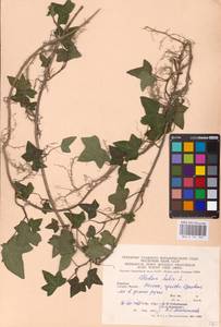 Hedera helix L., Eastern Europe, West Ukrainian region (E13) (Ukraine)