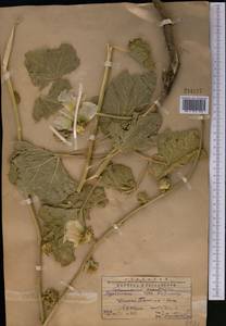 Alcea nudiflora (Lindl.) Boiss., Middle Asia, Western Tian Shan & Karatau (M3) (Kazakhstan)