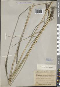 Campeiostachys dahurica (Turcz. ex Griseb.) B.R.Baum, J.L.Yang & C.Yen, Middle Asia, Dzungarian Alatau & Tarbagatai (M5) (Kazakhstan)