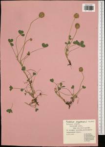 Trifolium fragiferum L., Eastern Europe, Central region (E4) (Russia)