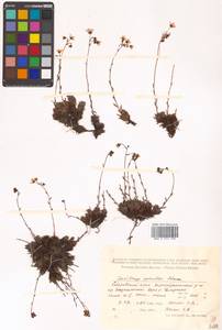 Saxifraga bronchialis subsp. bronchialis, Siberia, Russian Far East (S6) (Russia)