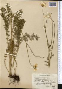 Tanacetum alatavicum Herder, Middle Asia, Northern & Central Tian Shan (M4) (Kazakhstan)