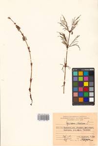 Equisetum sylvaticum L., Siberia, Chukotka & Kamchatka (S7) (Russia)