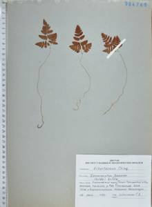 Gymnocarpium jessoense (Koidz.) Koidz., Siberia, Russian Far East (S6) (Russia)