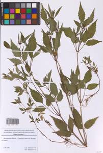 Bidens frondosa L., Eastern Europe, Moscow region (E4a) (Russia)