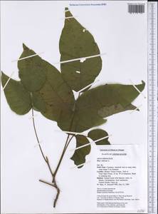 Toxicodendron radicans, America (AMER) (United States)