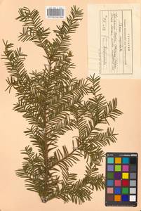 Taxus cuspidata Siebold & Zucc., Siberia, Russian Far East (S6) (Russia)