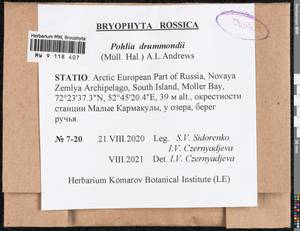 Pohlia drummondii (Müll. Hal.) A.L. Andrews, Bryophytes, Bryophytes - European North East (B7) (Russia)