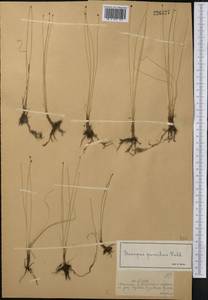 Trichophorum pumilum (Vahl) Schinz & Thell., Middle Asia, Dzungarian Alatau & Tarbagatai (M5) (Kazakhstan)
