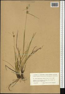 Carex lepidocarpa Tausch, Western Europe (EUR) (Norway)