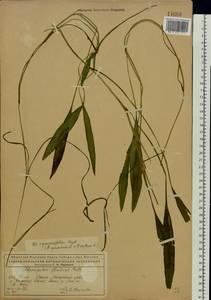 Potamogeton × sparganiifolius Laest. ex Fr., Eastern Europe, Northern region (E1) (Russia)