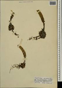 Orostachys spinosa (L.) Mey. ex A. Berger, Mongolia (MONG) (Mongolia)