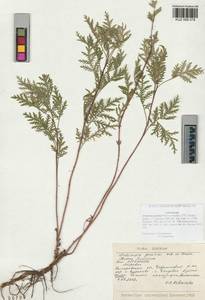 Artemisia gmelinii Weber ex Stechm., Siberia, Altai & Sayany Mountains (S2) (Russia)