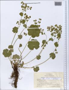 Alchemilla ventiana V. N. Tikhom., Eastern Europe, Middle Volga region (E8) (Russia)