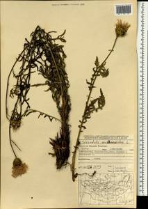 Klasea centauroides subsp. centauroides, Mongolia (MONG) (Mongolia)