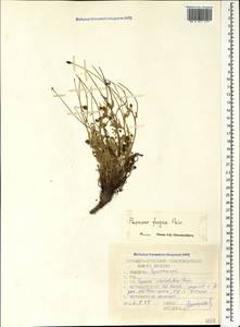 Papaver armeniacum subsp. armeniacum, Caucasus, North Ossetia, Ingushetia & Chechnya (K1c) (Russia)