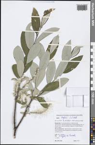 Salix krylovii E. L. Wolf, Siberia, Baikal & Transbaikal region (S4) (Russia)