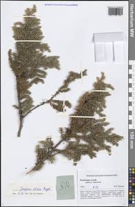 Juniperus communis var. saxatilis Pall., Siberia, Altai & Sayany Mountains (S2) (Russia)