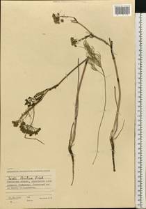 Seseli strictum Ledeb., Siberia, Western Siberia (S1) (Russia)