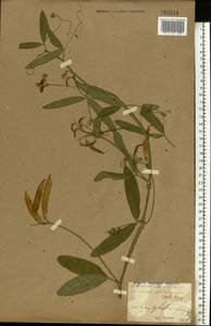 Lathyrus sylvestris L., Eastern Europe, North Ukrainian region (E11) (Ukraine)