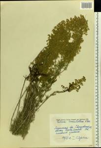 Galium verum subsp. verum, Eastern Europe, North Ukrainian region (E11) (Ukraine)