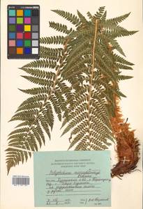 Polystichum microchlamys (Christ) Matsum., Siberia, Russian Far East (S6) (Russia)