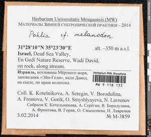 Pohlia melanodon (Brid.) A.J. Shaw, Bryophytes, Bryophytes - Asia (outside ex-Soviet states) (BAs) (Israel)
