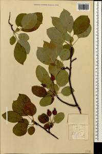 Malus domestica Borkh., Caucasus, Stavropol Krai, Karachay-Cherkessia & Kabardino-Balkaria (K1b) (Russia)