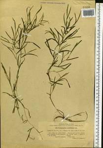Potamogeton acutifolius Link ex Roem. & Schult., Eastern Europe, North-Western region (E2) (Russia)