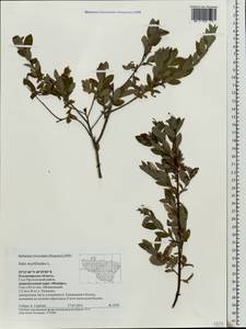 Salix myrtilloides L., Eastern Europe, Central region (E4) (Russia)