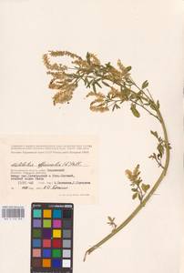 Melilotus officinalis (L.) Lam., Eastern Europe, Lower Volga region (E9) (Russia)