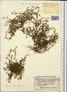 Arenaria rotundifolia M. Bieb., Caucasus, Stavropol Krai, Karachay-Cherkessia & Kabardino-Balkaria (K1b) (Russia)