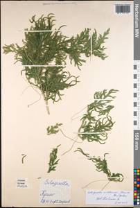 Didiclis willdenowii (Desv.) Li Bing Zhang & X. M. Zhou, South Asia, South Asia (Asia outside ex-Soviet states and Mongolia) (ASIA) (Malaysia)