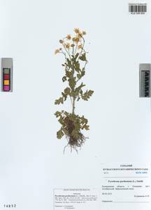 Tanacetum parthenium (L.) Sch. Bip., Siberia, Altai & Sayany Mountains (S2) (Russia)