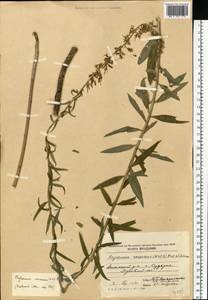Asyneuma canescens (Waldst. & Kit.) Griseb. & Schenk, Eastern Europe, Moldova (E13a) (Moldova)