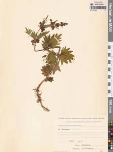 Urtica dioica var. holosericea Fr., Siberia, Chukotka & Kamchatka (S7) (Russia)
