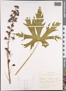 Delphinium inconspicuum Serg., Siberia, Altai & Sayany Mountains (S2) (Russia)