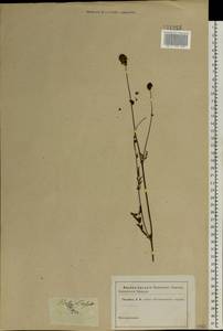 Poterium sanguisorba L., Eastern Europe, South Ukrainian region (E12) (Ukraine)