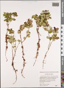 Vaccinium vitis-idaea L., Siberia, Russian Far East (S6) (Russia)