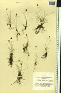 Carex duriuscula C.A.Mey., Siberia, Altai & Sayany Mountains (S2) (Russia)