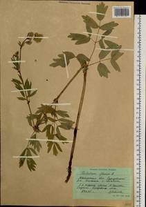 Thalictrum flavum L., Siberia, Western Siberia (S1) (Russia)